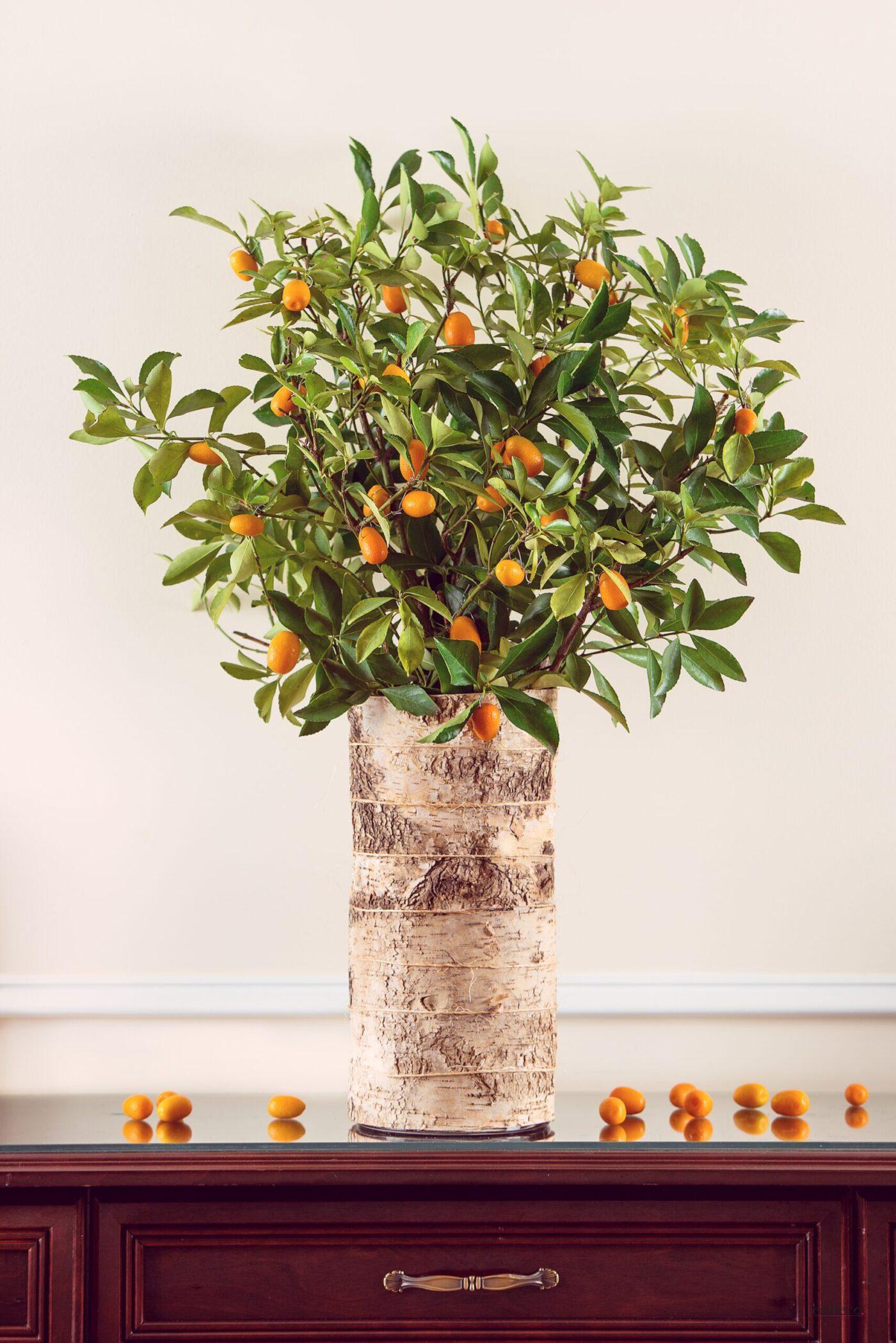 kumquat tree